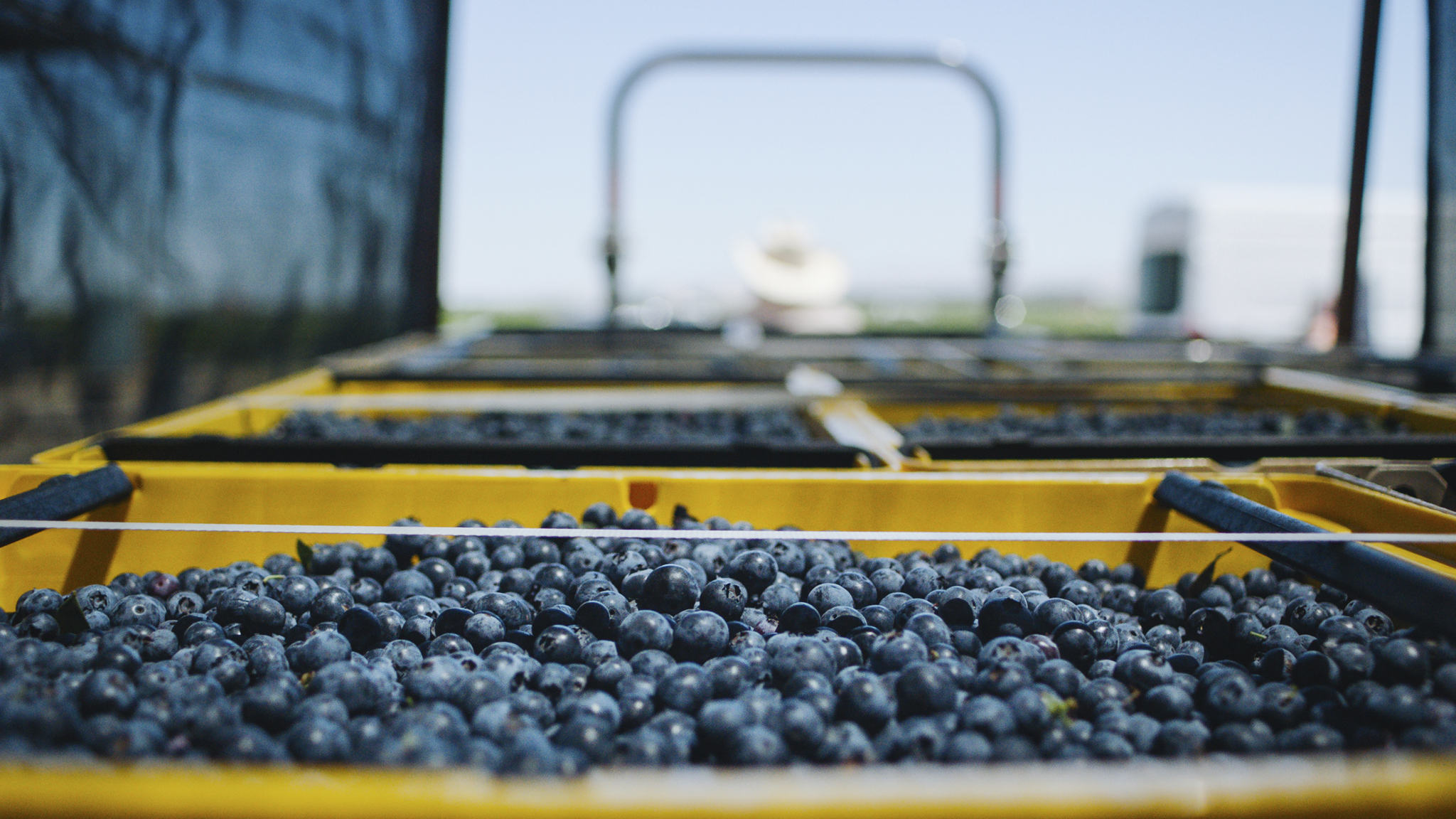 World's biggest retailers make food production safer with IBM's blockchain.