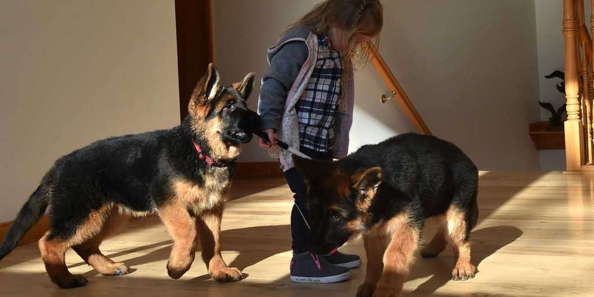 15 Incredible Stats About Purebred German Shepherd