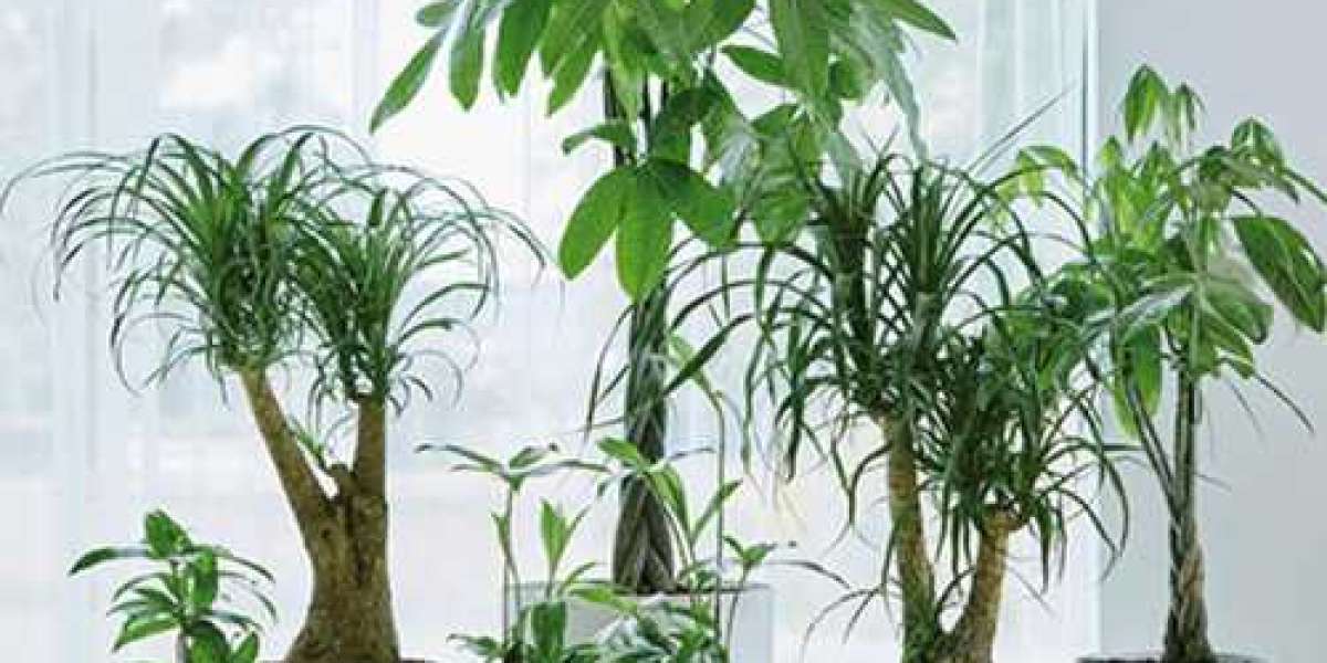 What to Look for When Buying Indoor Planters