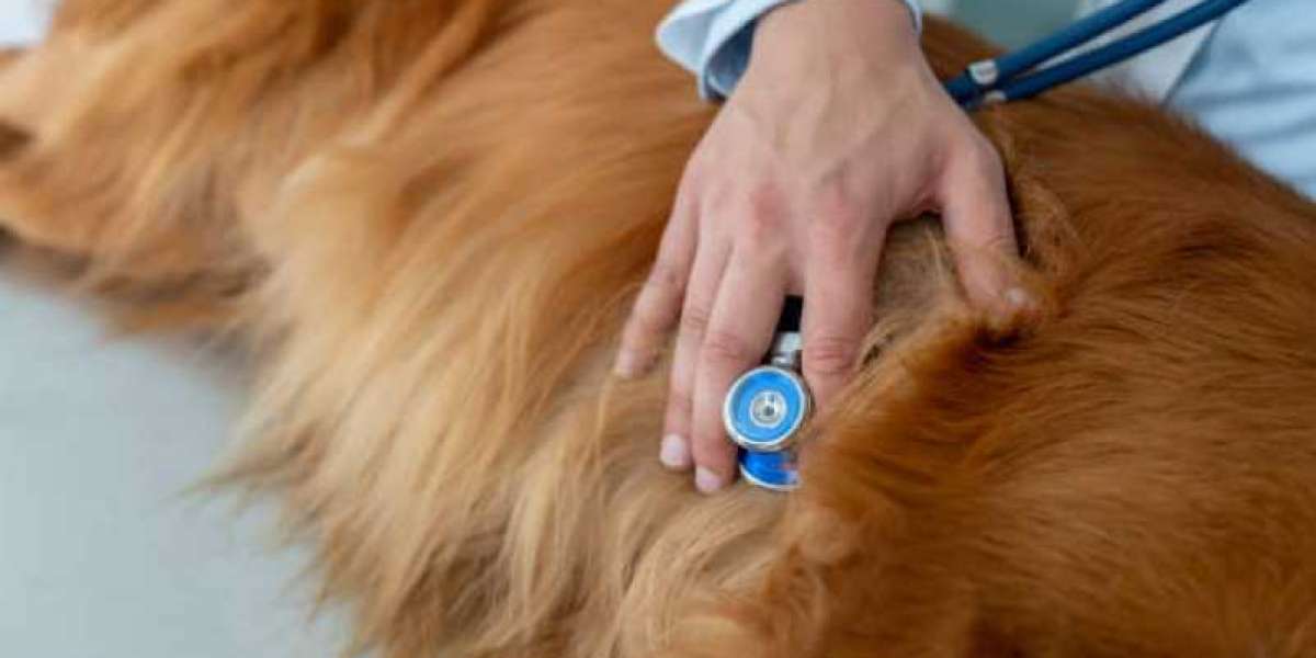 Detectando Problemas Hepáticos em Animais: A Importância do PRÉ 3 Veterinário