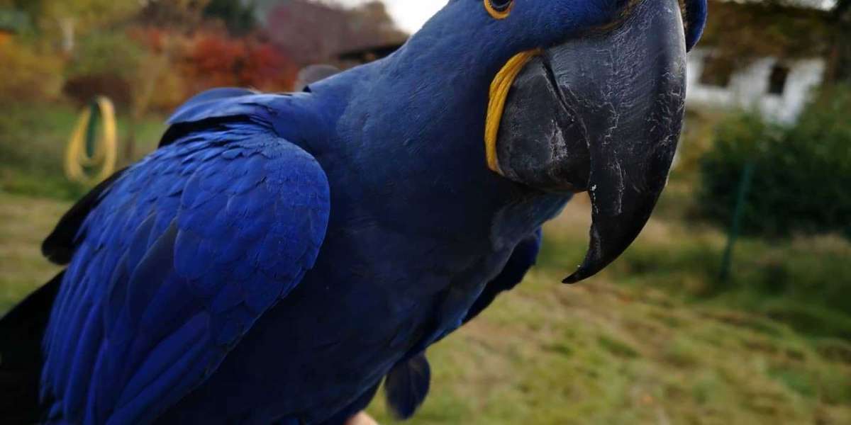 The One Sinatra Macaws For Sale Mistake Every Beginning Sinatra Macaws For Sale User Makes