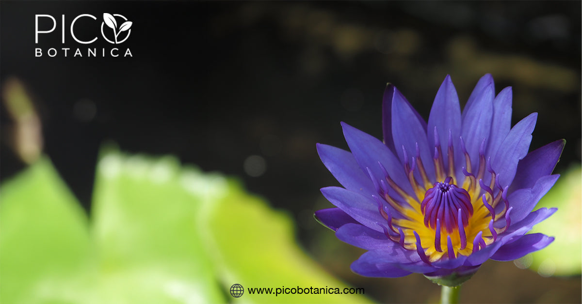 How Blue Lotus Flower May Enhance Lucid Dreams– PicoBotanica